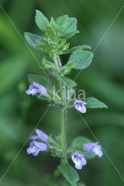 Basil Thyme (Clinopodium acinos)