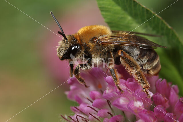 Gewone langhoornbij (Eucera longicornis)