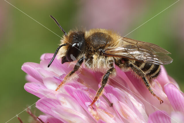 Wood-Carving Leaf-Cutter Bee (Megachile ligniseca)