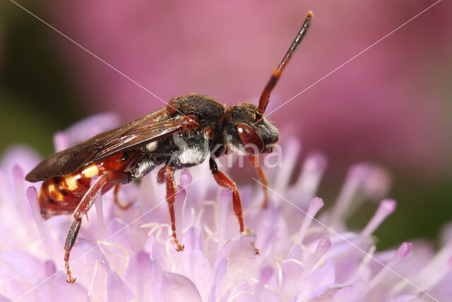 Wasp-bee (Nomada armata)