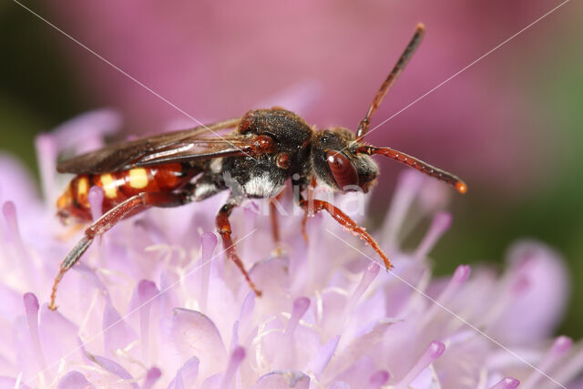 Wasp-bee (Nomada armata)