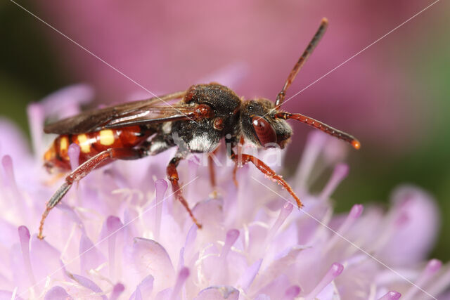 Knautiawespbij (Nomada armata)