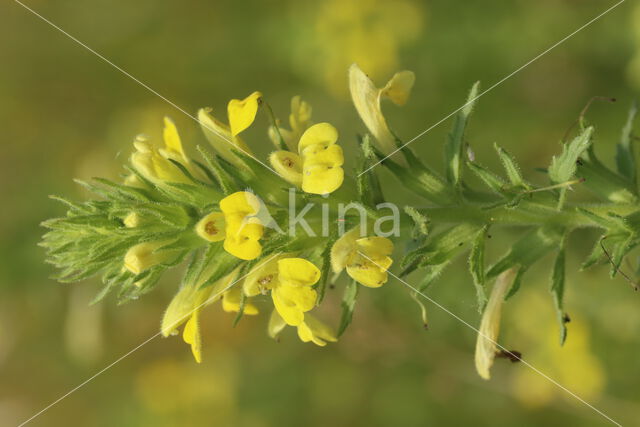 Yellow Bartsia (Parentucellia viscosa)