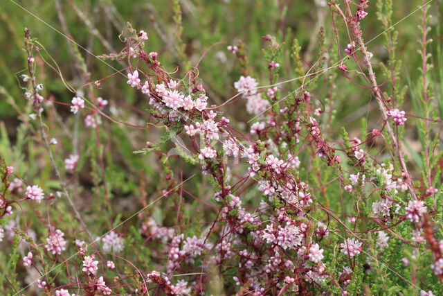 Common Dodder (Cuscuta epithymum)