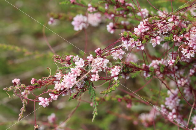 Common Dodder (Cuscuta epithymum)