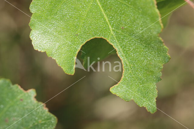 Ruwe berk (Betula pendula)