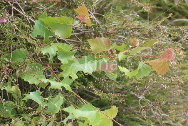 Silver Birch (Betula pendula)