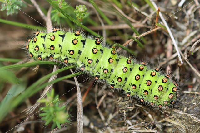 Emperor Moth (Saturnia pavonia)