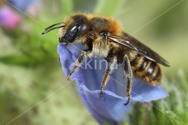 Driedoornige metselbij (Osmia tridentata)