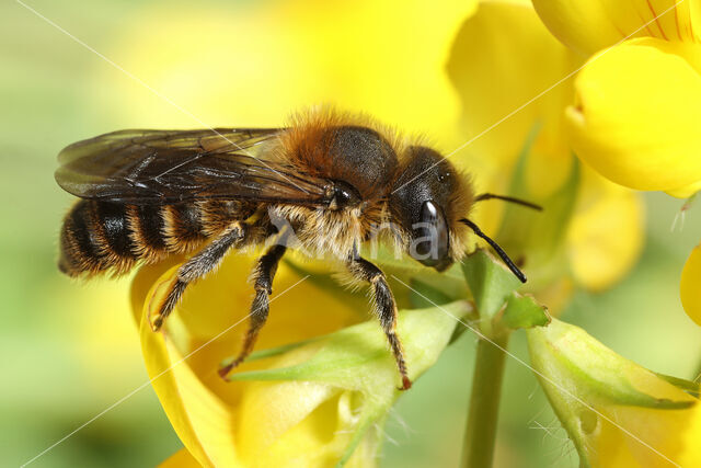 Driedoornige metselbij (Osmia tridentata)