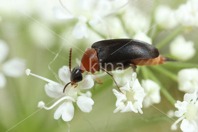 Mordellochroa abdominalis