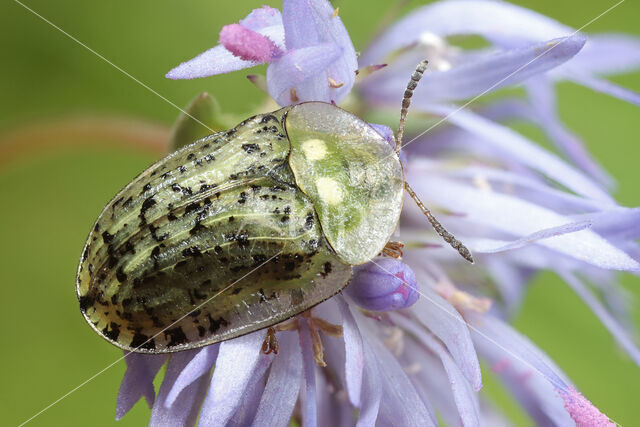 Cassida nebulosa