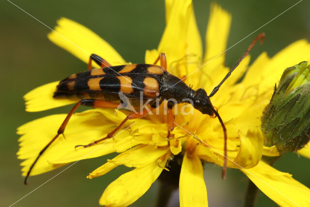 Smalbok (Strangalia attenuata)