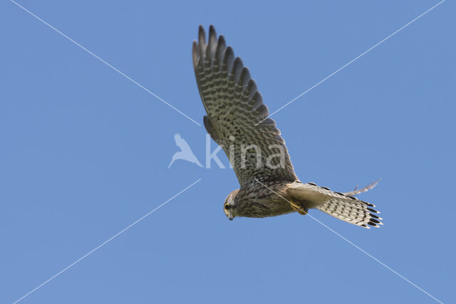 Common Kestrel (Falco tinnunculus)