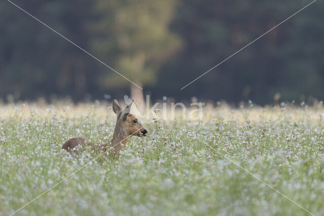 Roe Deer (Capreolus capreolus)