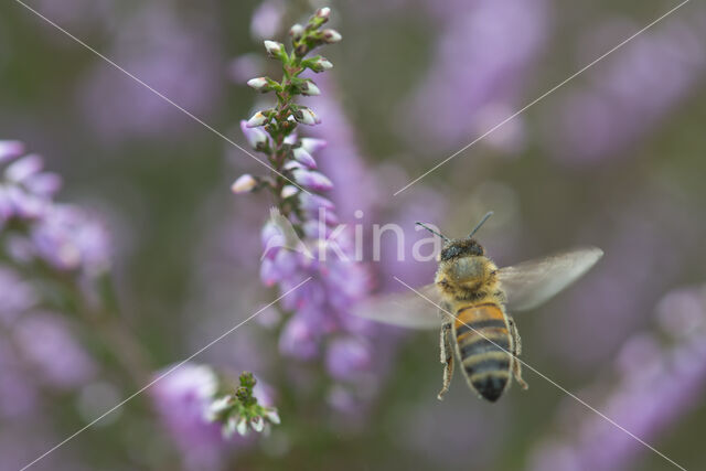 honey bee (Apis mellifera mellifera)