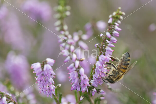 Europese Honingbij (Apis mellifera mellifera)