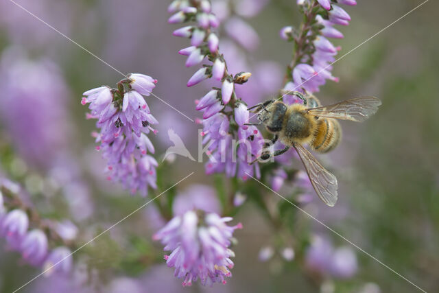 Europese Honingbij (Apis mellifera mellifera)