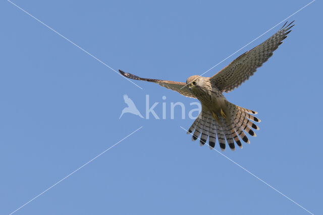 Common Kestrel (Falco tinnunculus)