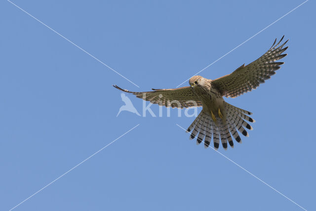 Common Kestrel (Falco tinnunculus)