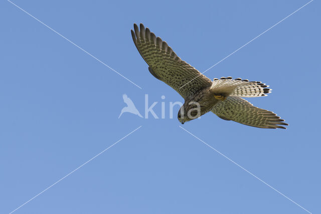 Common Kestrel (Falco tinnunculus)