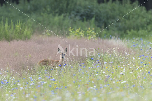 Roe Deer (Capreolus capreolus)