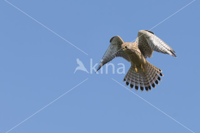 Common Kestrel (Falco tinnunculus)