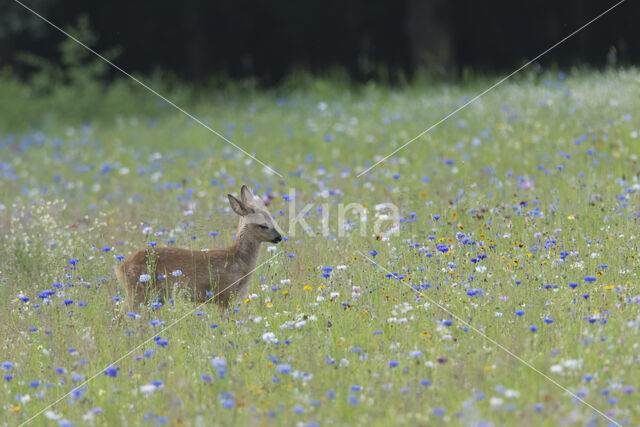 Roe Deer (Capreolus capreolus)