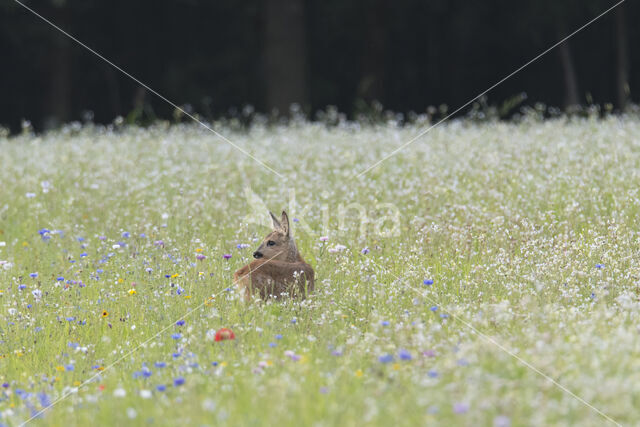 Roe Deer (Capreolus capreolus)