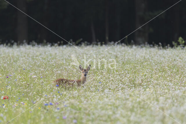 Roe Deer (Capreolus capreolus)