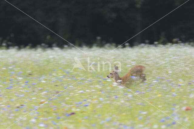 Roe Deer (Capreolus capreolus)