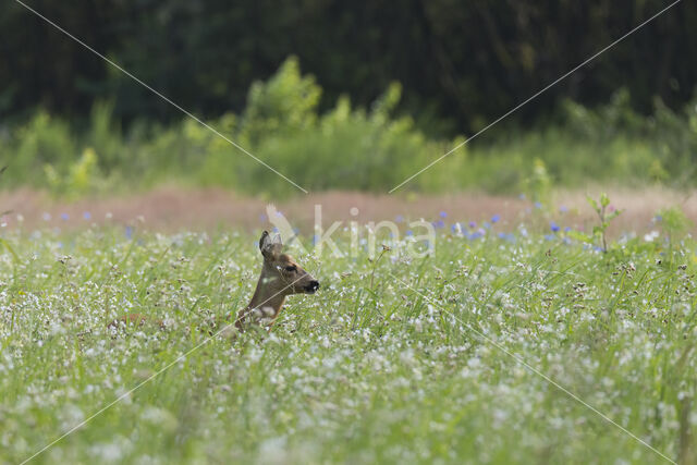 Roe Deer (Capreolus capreolus)