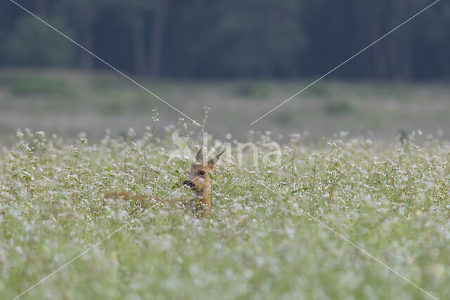 Roe Deer (Capreolus capreolus)