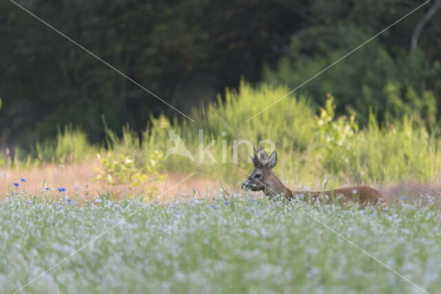 Roe Deer (Capreolus capreolus)