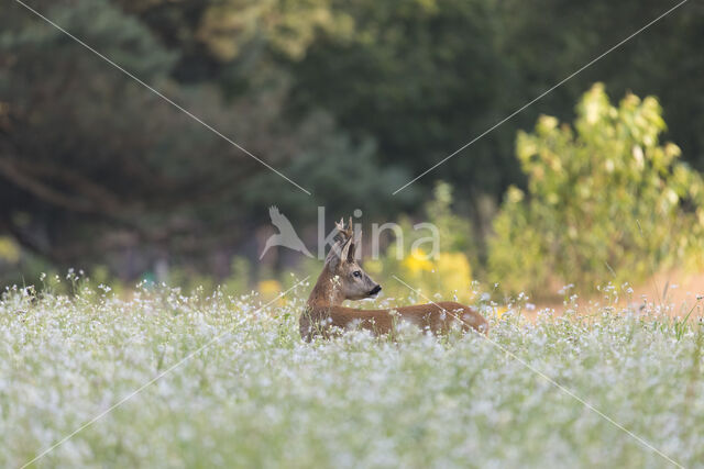 Roe Deer (Capreolus capreolus)