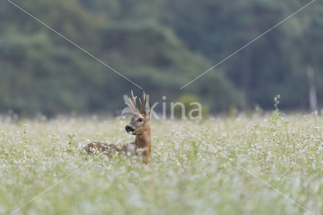 Roe Deer (Capreolus capreolus)