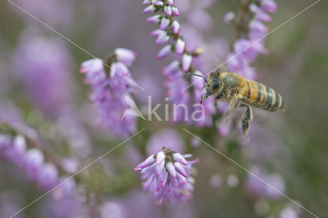 Europese Honingbij (Apis mellifera mellifera)