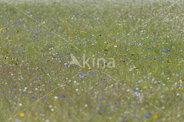 Korenbloem (Centaurea cyanus)