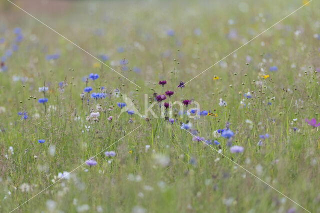 Cornflower (Centaurea cyanus)