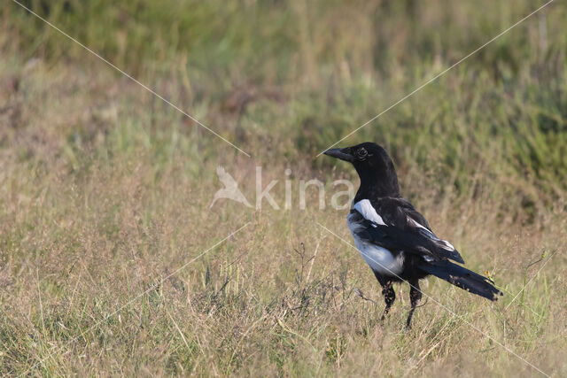 Black-billed Magpie (Pica pica)