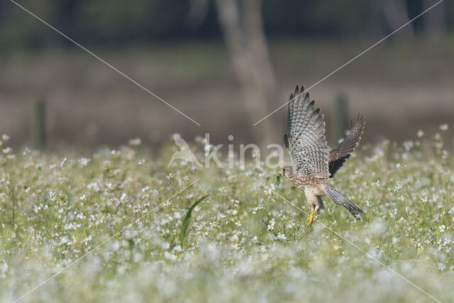 Torenvalk (Falco tinnunculus)