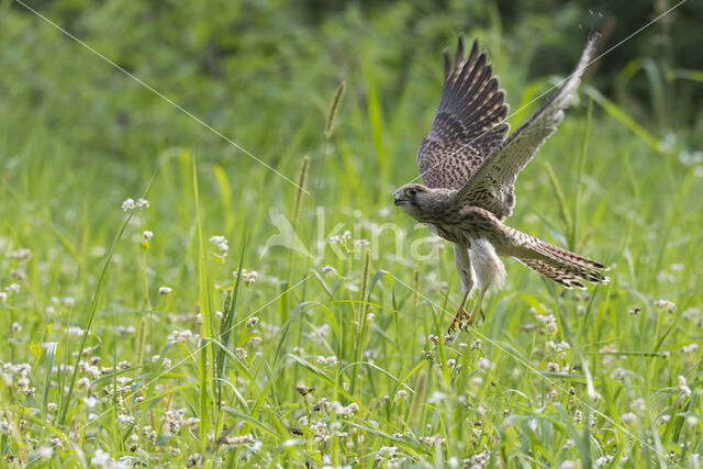 Torenvalk (Falco tinnunculus)