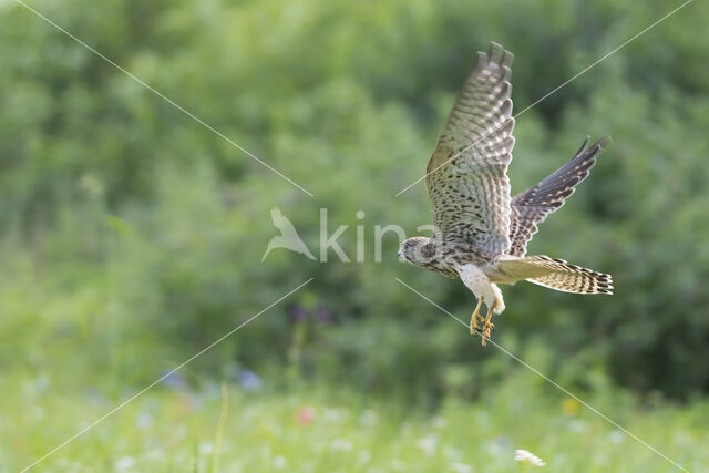 Torenvalk (Falco tinnunculus)