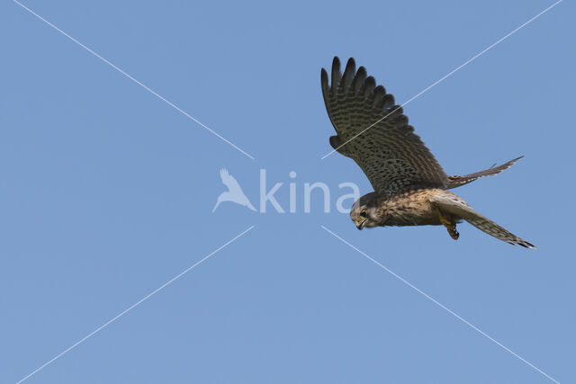 Common Kestrel (Falco tinnunculus)