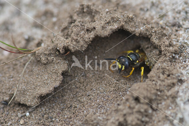 Bijenwolf (Philanthus triangulum)