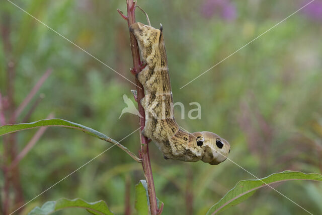 Elephant Hawk-moth (Deilephila elpenor)