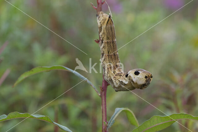 Groot avondrood (Deilephila elpenor)