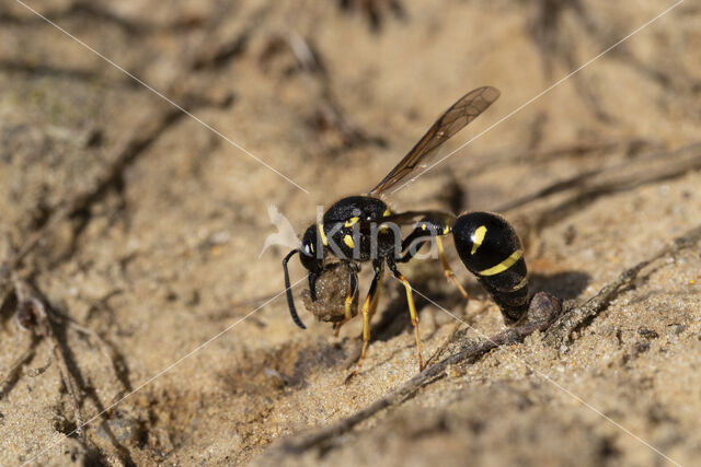 Potter Wasp (Eumenes spec.)