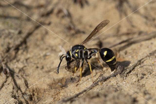 Potter Wasp (Eumenes spec.)