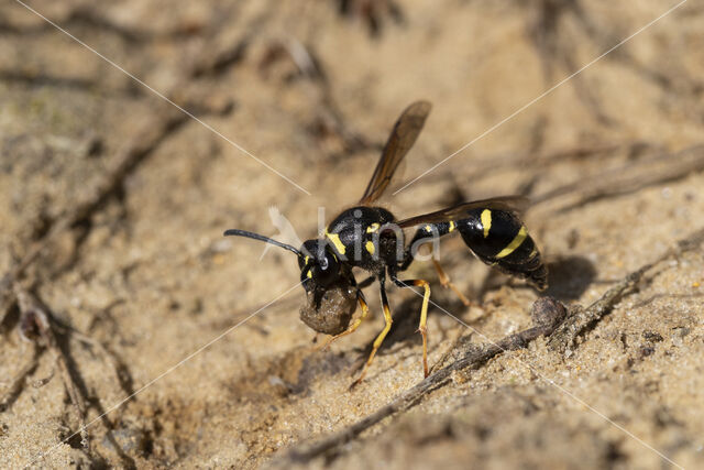 Potter Wasp (Eumenes spec.)